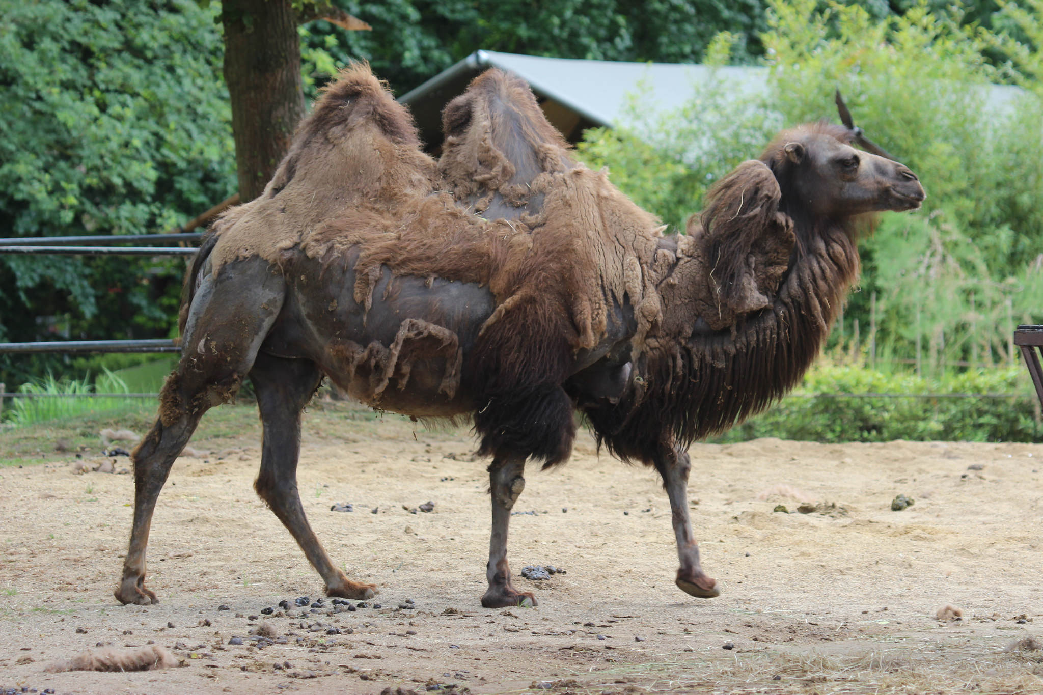 Dierenpark Planckendael